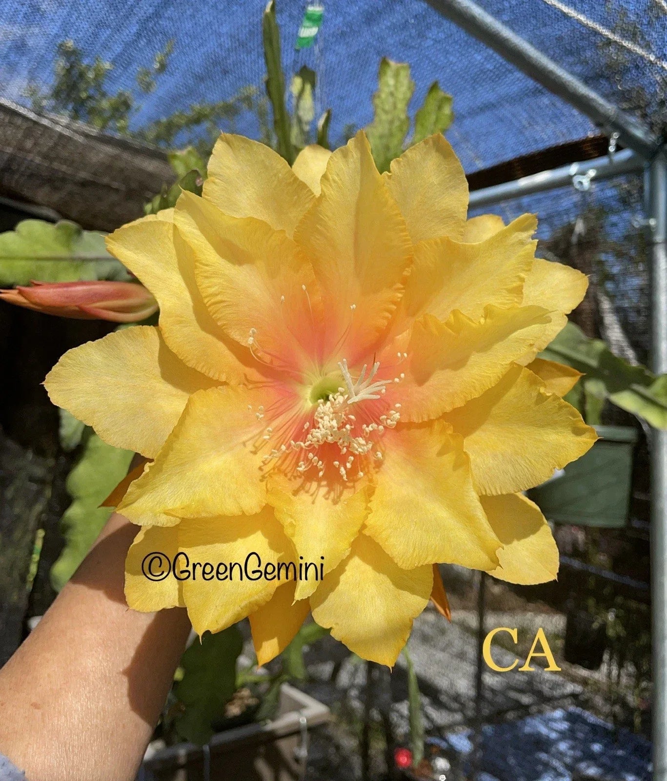 Epiphyllum Orchid Cactus Succulent Plant - 4-Inch Pot, Clarity’s Abraxas Variety, Indoor Houseplant, Epiphyllum spp.