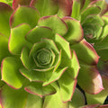 Aeonium Green Red Succulent Cuttings Lot, 3-5" Rosette, Drought-Tolerant Indoor Plant, Aeonium arboreum 'Zwartkop'