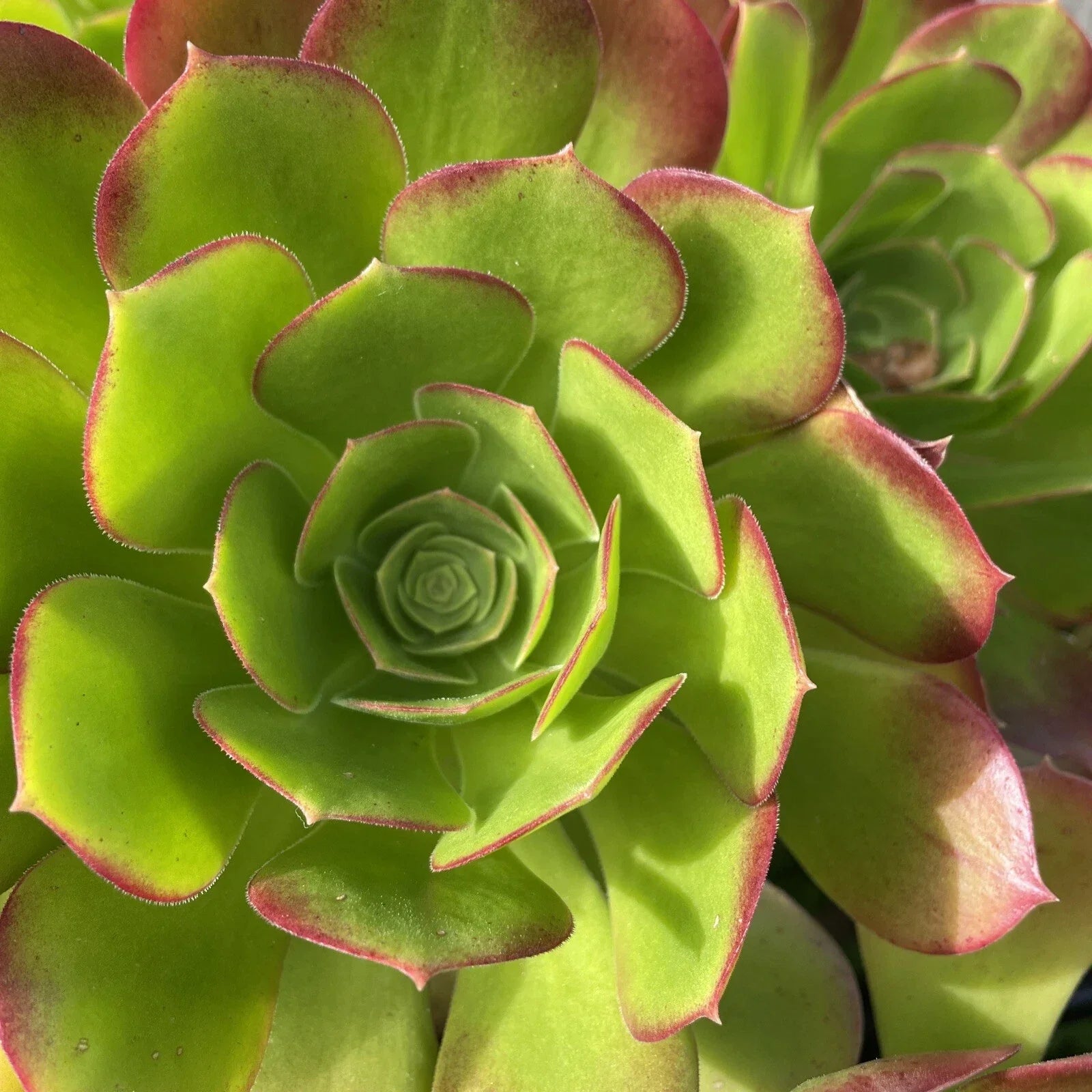 Aeonium Green Red Succulent Cuttings Lot, 3-5" Rosette, Drought-Tolerant Indoor Plant, Aeonium arboreum 'Zwartkop'