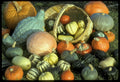 Winter Squash Seeds Mixture – Heirloom Cucurbita pepo for Home Garden, Bountiful Harvest, Easy to Grow, Non-GMO