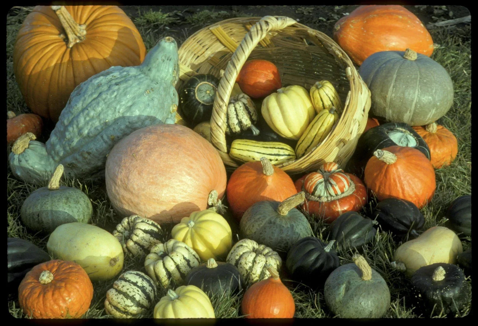 Winter Squash Seeds Mixture – Heirloom Cucurbita pepo for Home Garden, Bountiful Harvest, Easy to Grow, Non-GMO