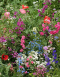 Wildflower Mix Shade Seeds – 16 Perennial Native Pollinator Plants for Gardens, Non-GMO, Attracts Bees & Butterflies