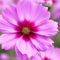 Gloria Cosmos Seeds | Non-GMO Flower Seeds | Cosmos bipinnatus | Colorful Garden Variety for Borders & Containers