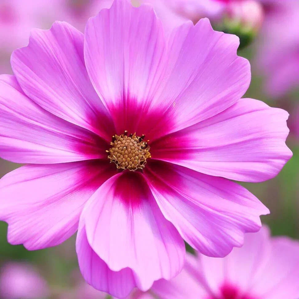 Gloria Cosmos Seeds | Non-GMO Flower Seeds | Cosmos bipinnatus | Colorful Garden Variety for Borders & Containers