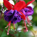 Live Fuchsia Plant 3-4" Blue Eye Variety Hummingbird Attracting Fuchsia magellanica