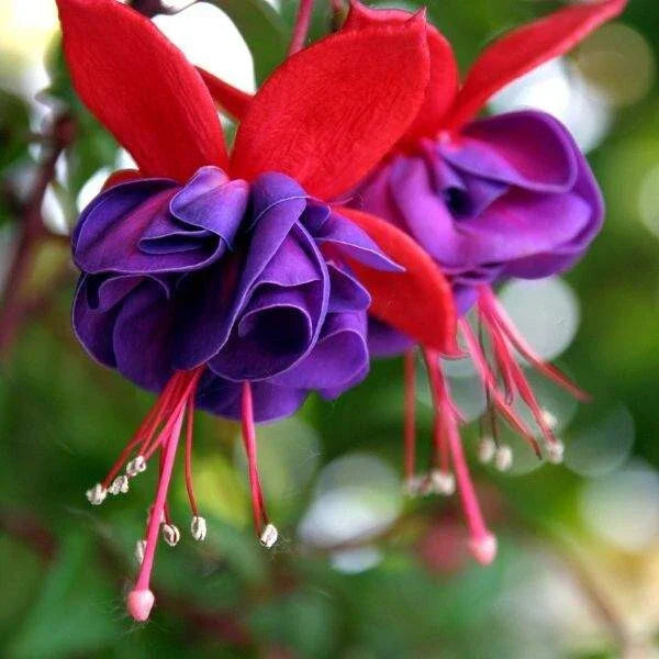 Live Fuchsia Plant 3-4" Blue Eye Variety Hummingbird Attracting Fuchsia magellanica