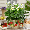 Organic Strawberry Plants Set of 3 | Well-Rooted 3-Year-Old Fragaria × ananassa for Home Gardens