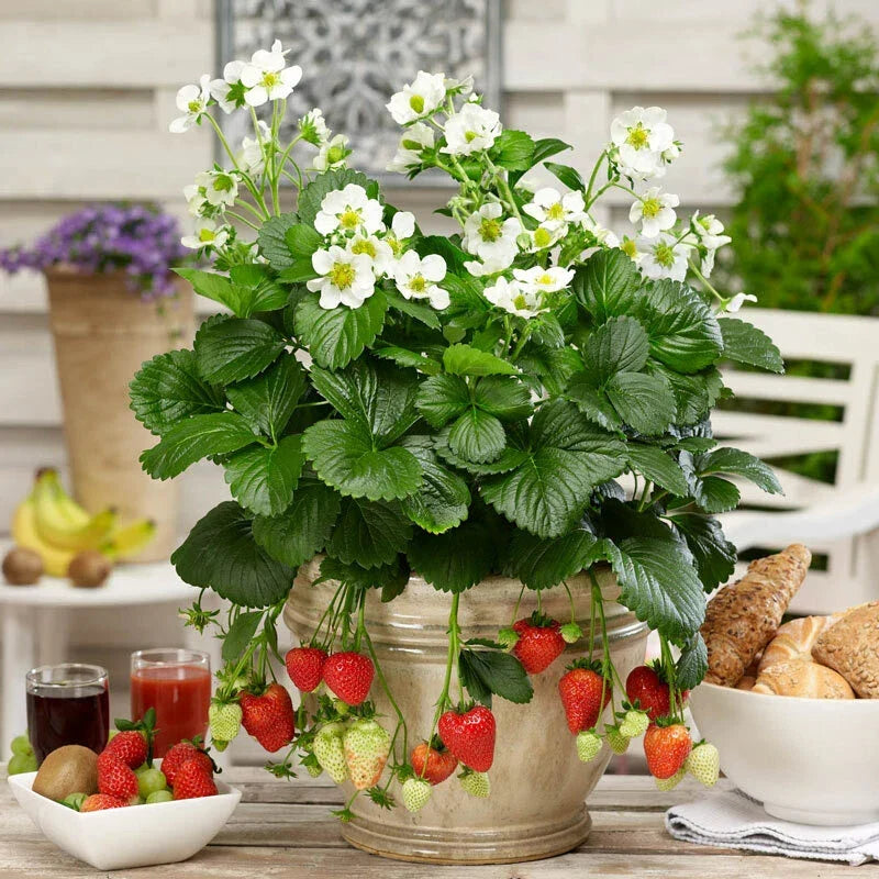 Organic Strawberry Plants Set of 3 | Well-Rooted 3-Year-Old Fragaria × ananassa for Home Gardens