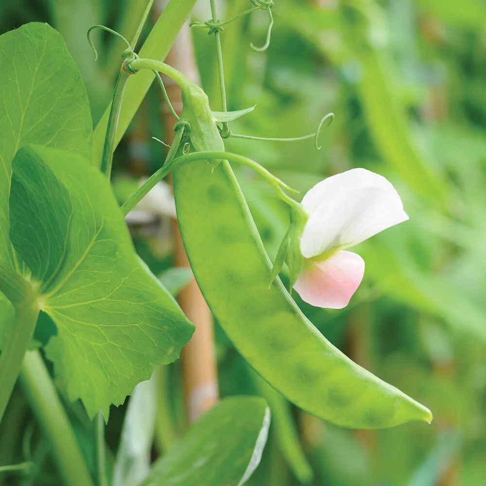 Dwarf Grey Sugar Snow Pea Seeds - Heirloom, Non-GMO, Vegetable Seeds, Pisum sativum var. macrocarpon, Compact Plant