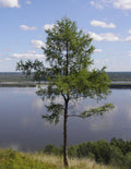 Dahurian Larch Tree Seeds - Larix gmelinii - Evergreen Conifer Seeds for Planting, Reforestation & Landscaping