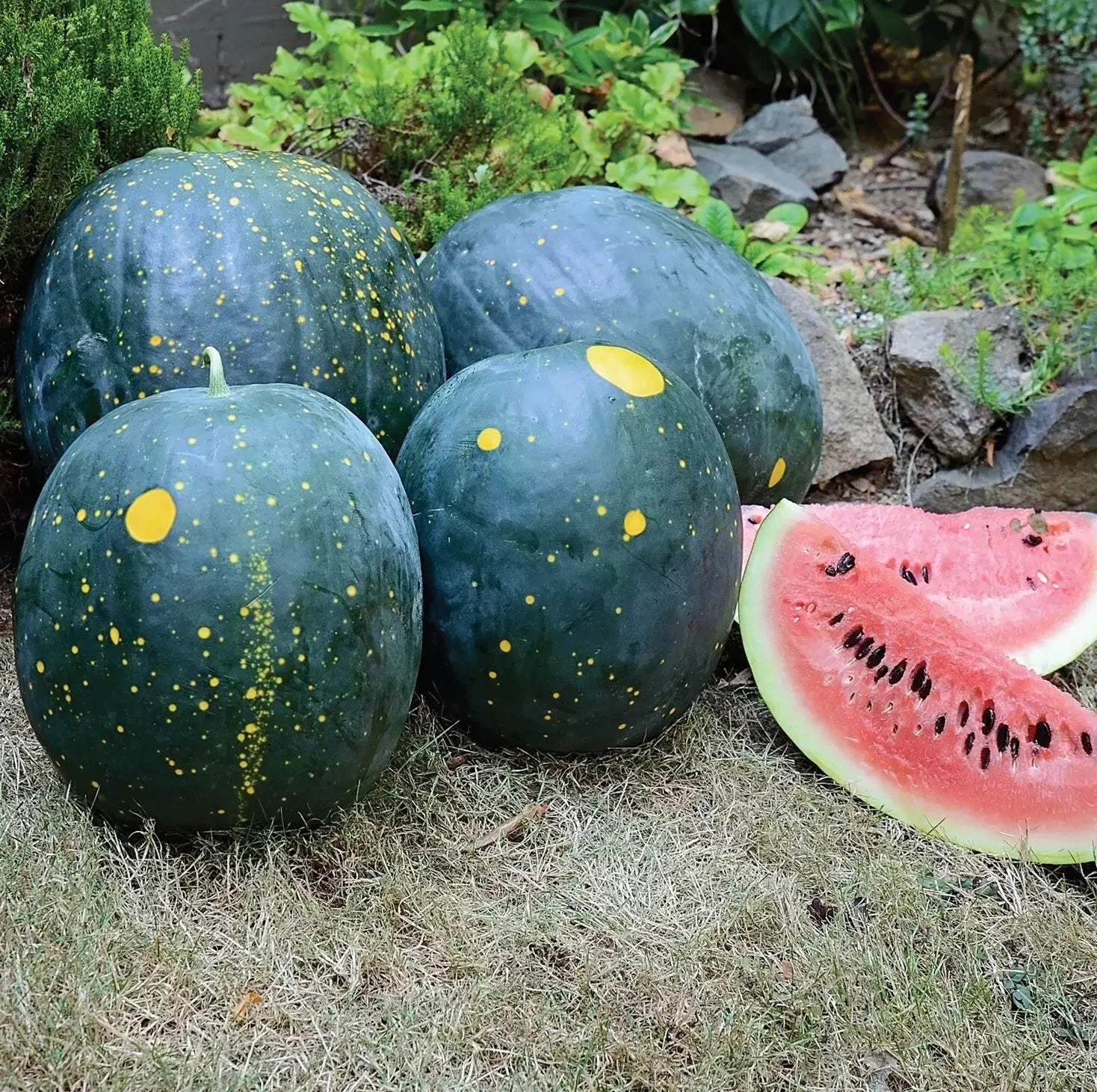 Organic Heirloom Moon and Stars Red Watermelon Seeds - Non-GMO Citrullus lanatus, 20 Seeds for Home Garden, Juicy, Sweet Watermelon