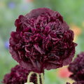 Black Poppy Seeds 500 Count Double Black Peony Flowers Non-GMO Papaver somniferum