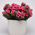 Vinca Tattoo Raspberry Seeds - 100 Pack, Catharanthus Roseus, Ground Cover, Pink Flowers, Drought Tolerant, Garden Seeds