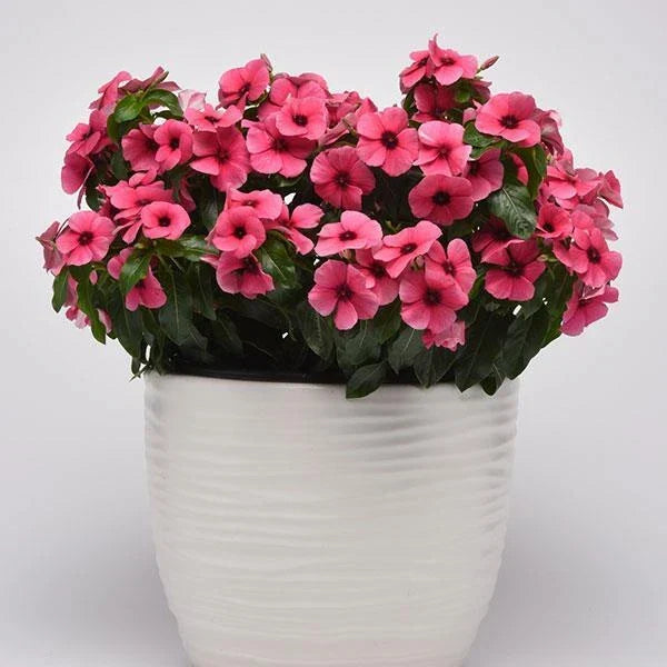 Vinca Tattoo Raspberry Seeds - 100 Pack, Catharanthus Roseus, Ground Cover, Pink Flowers, Drought Tolerant, Garden Seeds