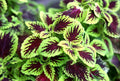 Coleus Cuttings - 10 Easy Rooting Tropical Plants with Variegated Colors for Partial Shade