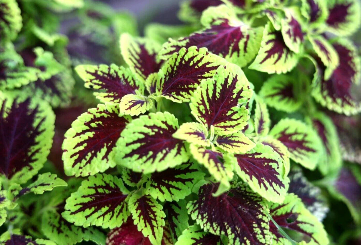 Coleus Cuttings - 10 Easy Rooting Tropical Plants with Variegated Colors for Partial Shade