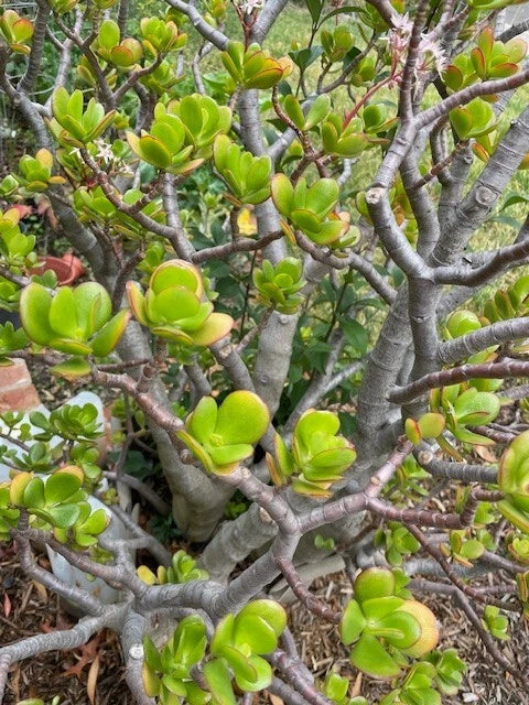 Jade Plant Cuttings - Deep Green Succulent - Crassula ovata - 3 Fresh Propagation Cuttings for Indoor Gardening