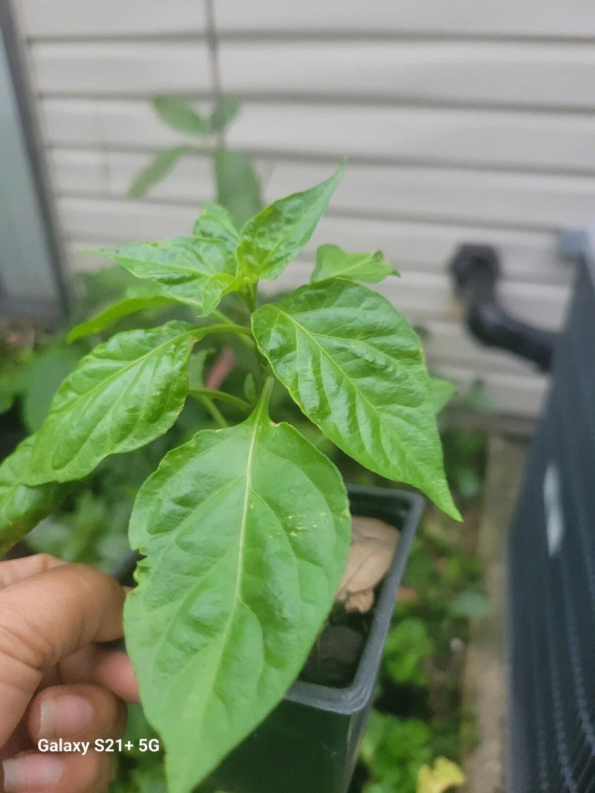 Carolina Reaper Live Plant – Organic Super Hot Pepper – Capsicum chinense – 4-inch Pot
