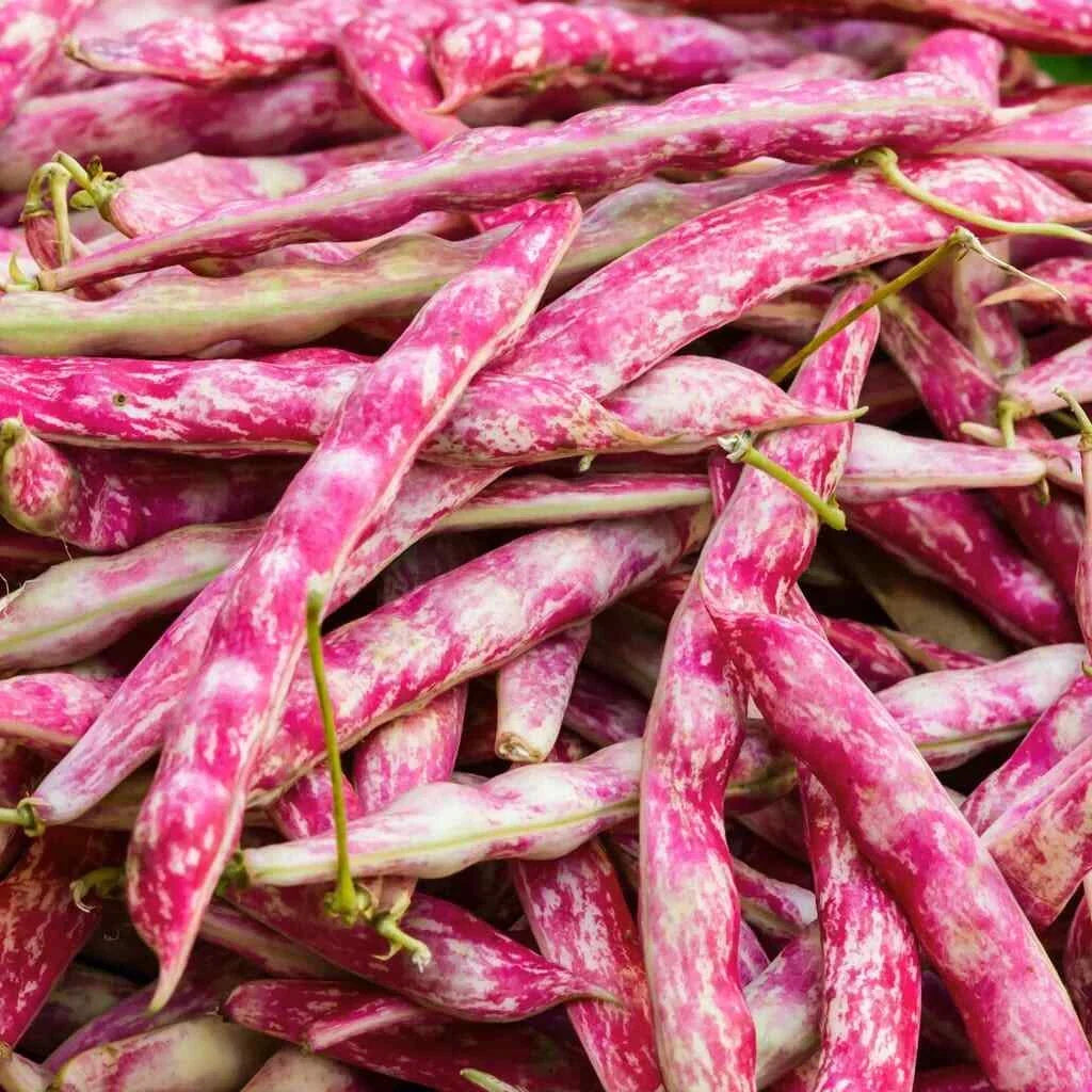 Pink Cranberry Bean Seeds | Dwarf Taylor Borlotti Pinto | Phaseolus vulgaris | Compact, Speckled, Edible Beans