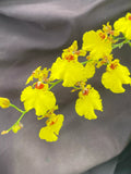 Dancing Lady Orchid Plant 2.5" Pot Oncidesa Gower Ramsey Bright Yellow Flowers Indoor Garden