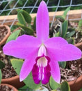 Live Orchid Plant - Bare Root Laelia sincorana - Exotic Flowering Orchid - Imported Epiphytic Orchid for Indoor & Outdoor