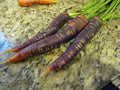 Purple Haze Carrot Seeds, Hybrid, Purple Skin with Orange Core, Daucus carota, 25+ Seeds for Home Garden & Container Planting