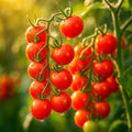 Super Sweet Cherry Tomato Seeds - 300+ Heirloom Non-GMO for Home Gardening, Juicy, Bite-Sized Solanum lycopersicum