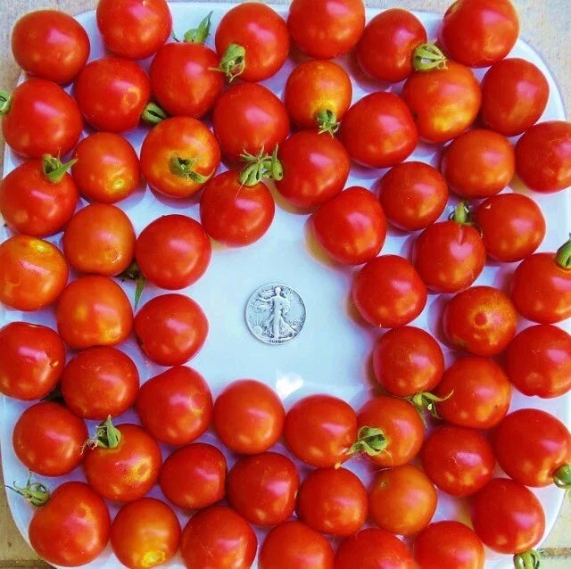 Large Red Cherry Seeds Pack of 25 – Heirloom Solanum lycopersicum for Home Gardening and Cooking