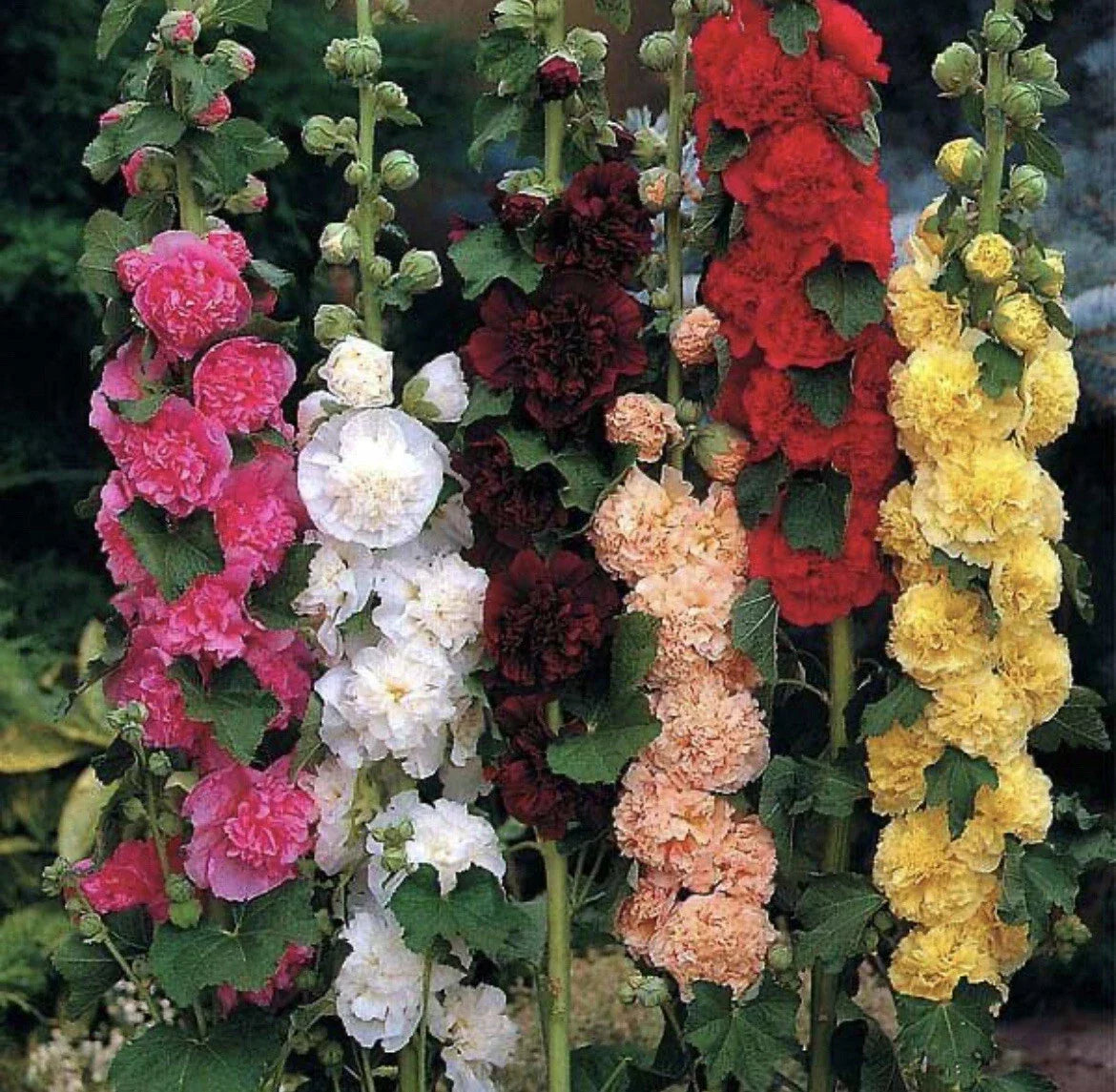 Hollyhock Seeds - 60+ Non-GMO Alcea rosea Flowered Mix for Garden, Pollinator Attracting, Biennial, Full Sun