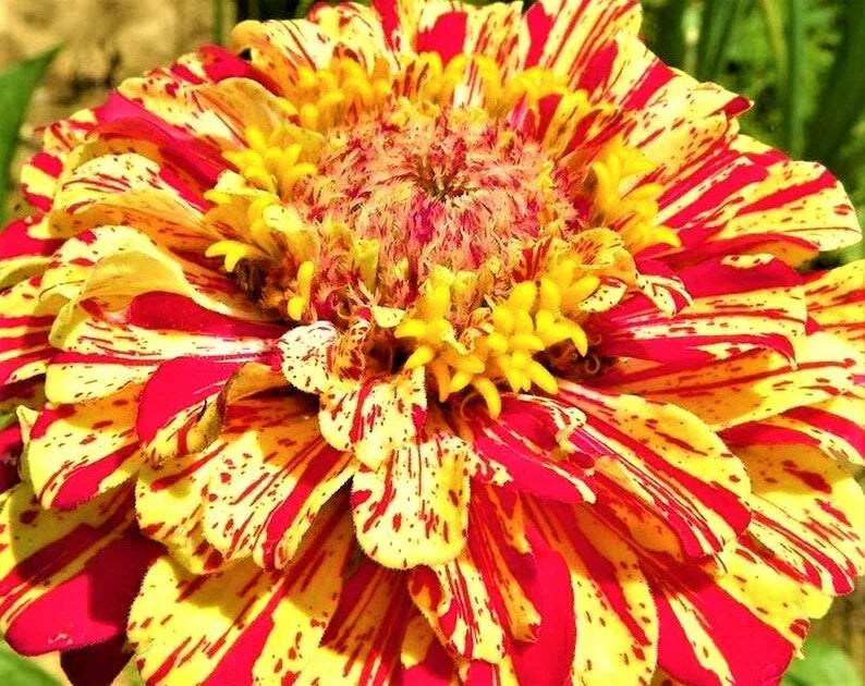 Peppermint Stick Zinnia Seeds - Colorful Garden Flowers, Non-GMO, Annual, Zinnia elegans, Butterfly & Pollinator Attracting Seeds