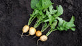 Helios Radish Seeds 500+ Pack – Raphanus sativus Non-GMO, Fast Germination, Home Garden, Salad Garnish, USA Grown