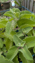 Cuban Oregano Cuttings - 3 Unrooted Plectranthus Amboinicus for Culinary Herbs, Indoor & Garden Use