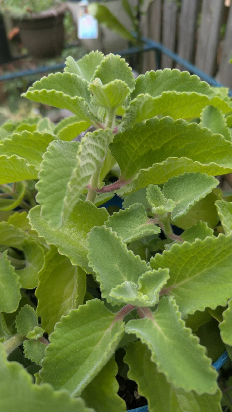 Cuban Oregano Cuttings - 3 Unrooted Plectranthus Amboinicus for Culinary Herbs, Indoor & Garden Use