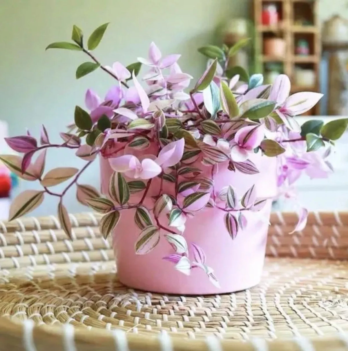 Live Tradescantia Nanouk Cuttings - Pink Wandering Jew Plant - Multicolored Foliage - Easy Propagation