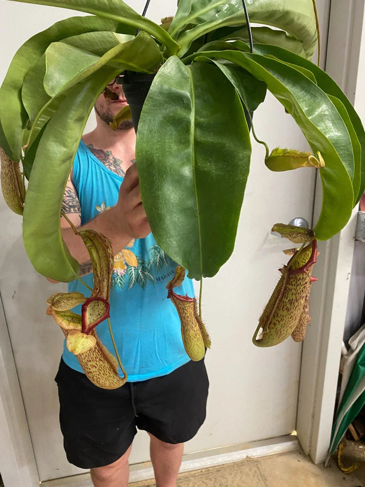 Nepenthes Miranda Pitcher Plant in 2.5" Pot | Rooted Carnivorous Indoor Plant | Exotic Nepenthes x miranda for Terrariums