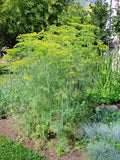 Mammoth Long Island Dill Seeds - Culinary & Medicinal Herb - Anethum graveolens - Perfect for Garden & Containers