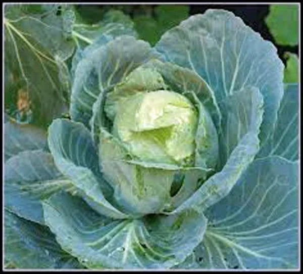Golden Acre Cabbage Seeds - Heirloom Non-GMO Brassica oleracea - Pack of 50+ for Home Garden, Salad, and Cooking
