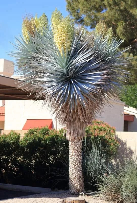 Blue Yucca Tree Seeds – Yucca rigida, Drought-Tolerant Ornamental Perennial, Easy to Grow, Rock Garden, Desert Landscape, 10 Seeds
