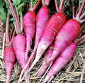 China Rose Radish Microgreens Seeds - Organic, Non-GMO, Mild Sweet Flavor, Raphanus sativus, Indoor & Outdoor Gardening