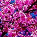 Japanese Sakura Cherry Blossom Tree Seeds - 5 Pack Prunus sargentii Hardy Flowering Deciduous Plant for Garden Landscape