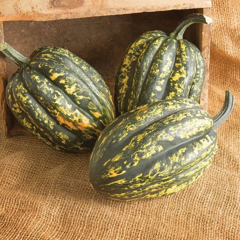 Starry Night Acorn Squash Seeds for Planting – Decorative Fall Variety, Cucurbita pepo, Vining, 10 Seeds