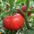 Sub Arctic Plenty Tomato Seeds – Early Ripening, 45-50 Days, Medium Red Fruit, Solanum lycopersicum, 25 Seeds