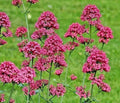 Red Valerian Seeds 100 Count, Centranthus ruber, Vibrant Red Flowers, Perennial Plant for Gardens and Borders