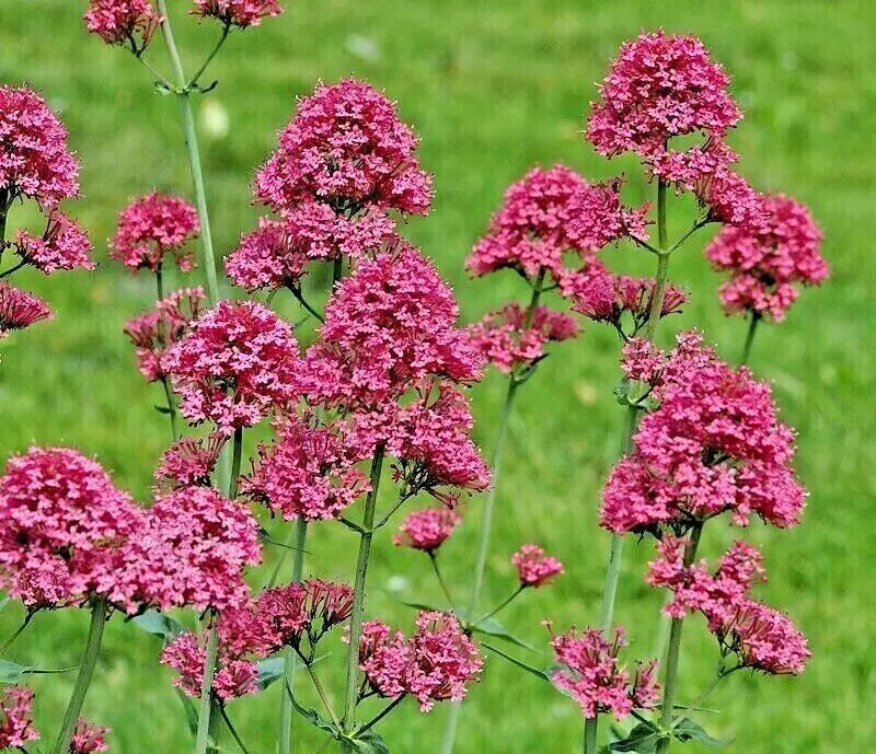 Red Valerian Seeds 100 Count, Centranthus ruber, Vibrant Red Flowers, Perennial Plant for Gardens and Borders