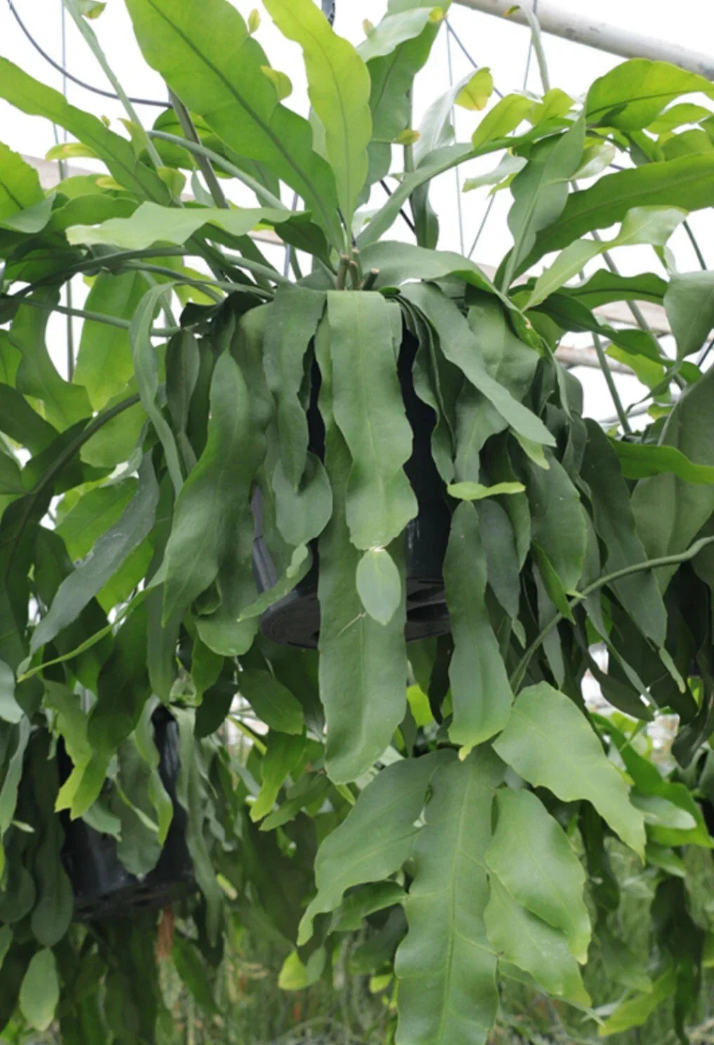 Rare Epiphyllum Crenatum Beavertail Succulent Cuttings – Unique, Easy Propagation, Indoor/Outdoor, Drought Tolerant, Vibrant Blooms