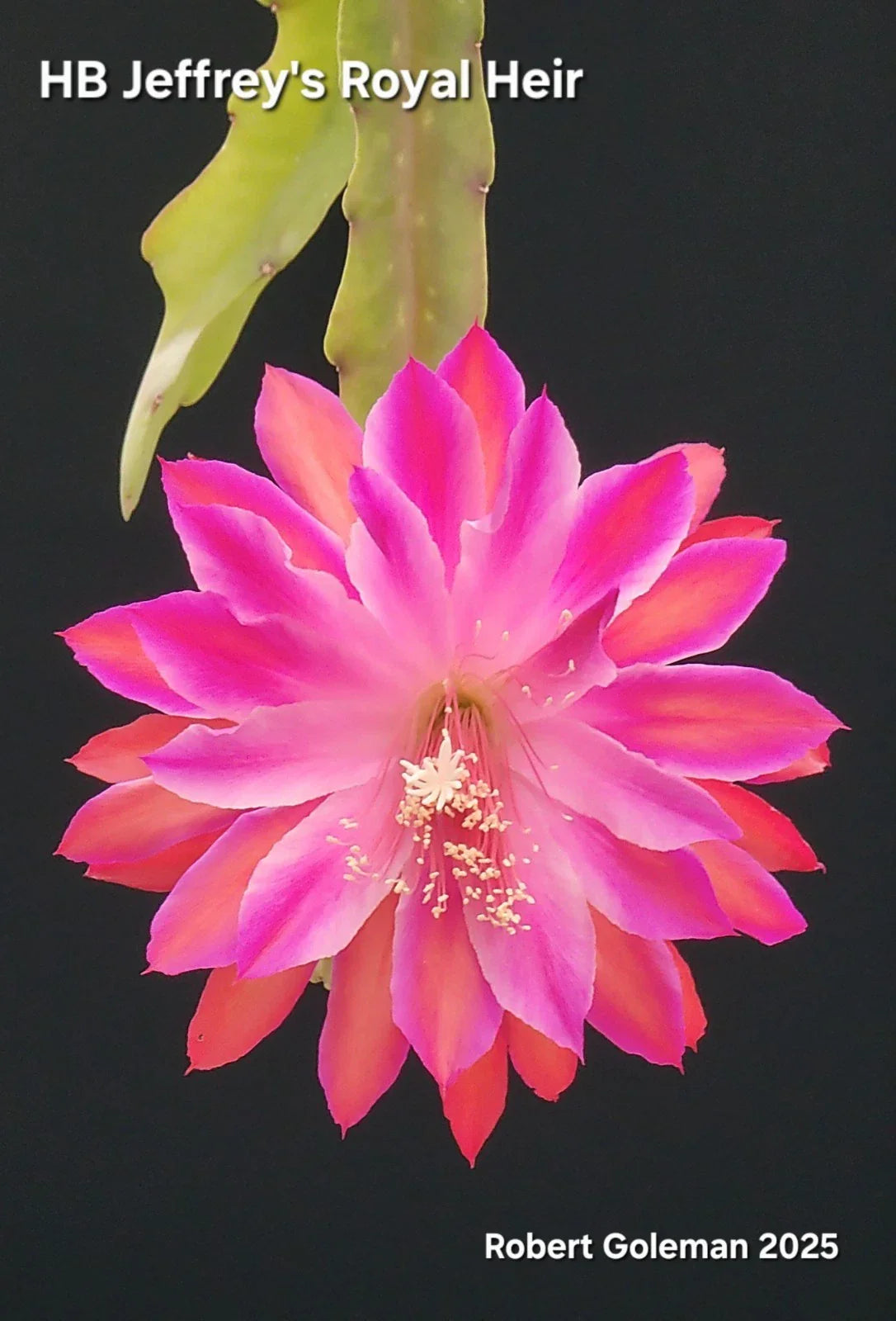 Epiphyllum Cutting - Unrooted 'HB Jeffrey's Royal Heir' - Rare Night Blooming Cactus, Epiphyllum oxypetalum for Propagation