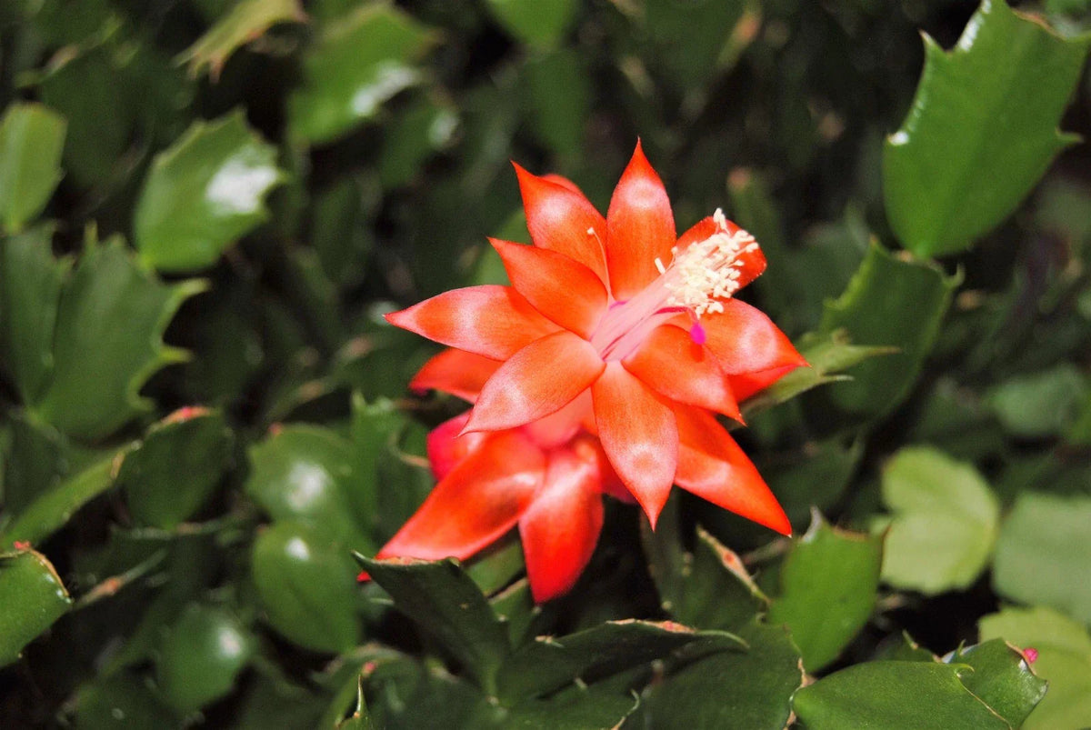 Christmas Cactus Starter Plant - Indian Summer Schlumbergera Truncata - Easy Care Indoor Houseplant for Holiday Blooms