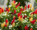 Pequin Chili Pepper Seeds – Organic Capsicum annuum, Small Spicy Bird Pepper Seeds for Culinary Use, 25+ Seeds