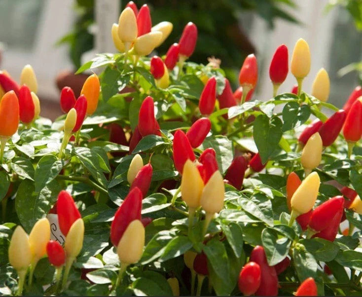 Pequin Chili Pepper Seeds – Organic Capsicum annuum, Small Spicy Bird Pepper Seeds for Culinary Use, 25+ Seeds