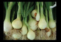 Bunching Onion Seeds - Rare Japanese White - Allium fistulosum - Bulk Pack of 25 to 1000 Seeds